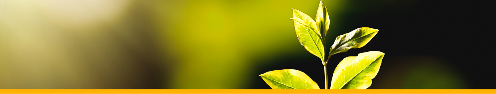 Research Agenda Image